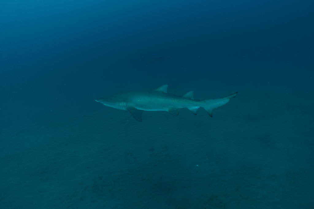 c60b6753-11d6-41f8-9a07-0a5d2b4c4a3e