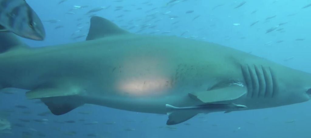 34f910d3-e552-4dba-8391-f35af8ae6aa6