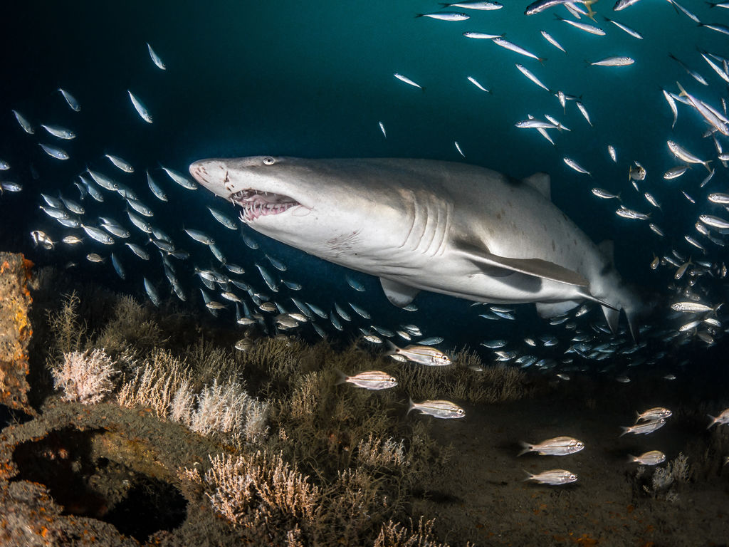 827bc952-1d93-4fd2-8c61-d56333b6af50