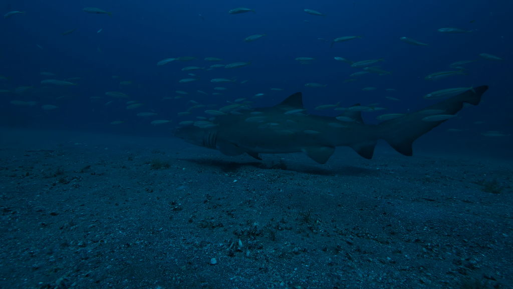 005d2855-137b-451d-987e-d6dbf9c45748