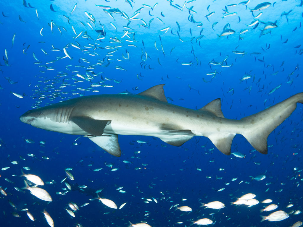 50802570-1567-4b1b-a3c4-71a8488227ae