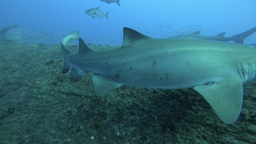 186b5b43-0c85-4f57-af4c-01109d56d6db