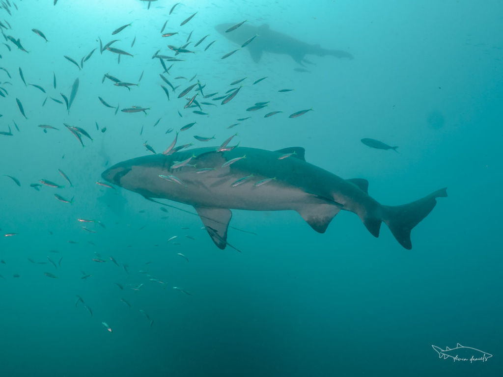 c31ab199-55b5-4fe8-82d1-f0679ff5e3ed