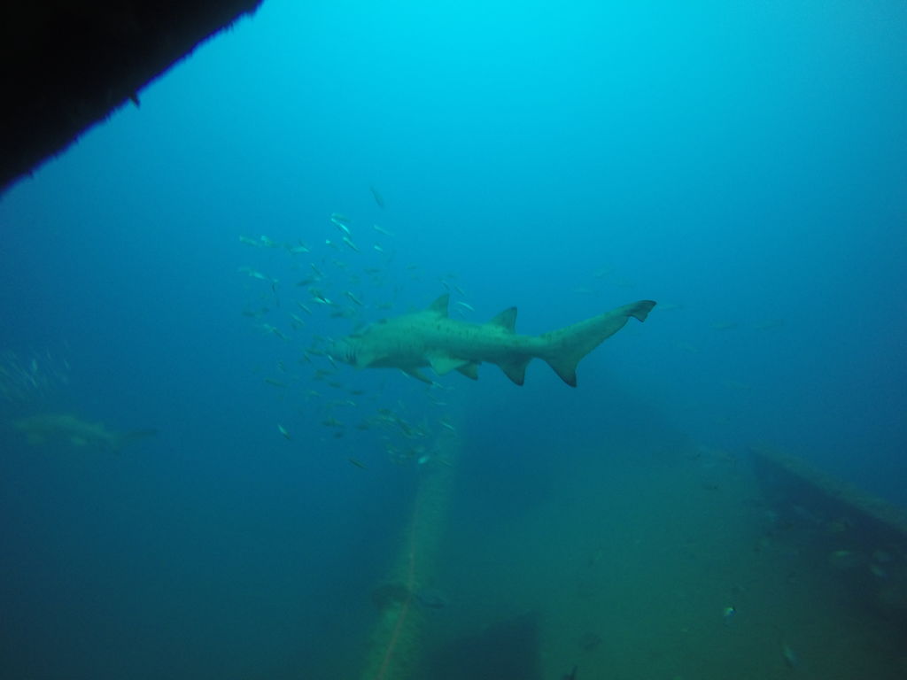 4a03d5d4-33d6-4f41-af9d-13c0732441e5