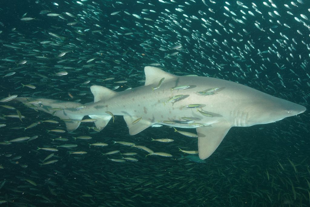 5daa50dd-53c7-4cb6-a571-f58448468544