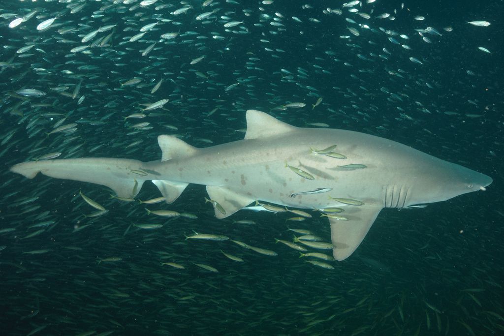 5daa50dd-53c7-4cb6-a571-f58448468544