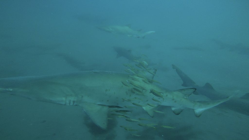 cafd1f81-8a57-4370-869b-8fd0cb1e0d21