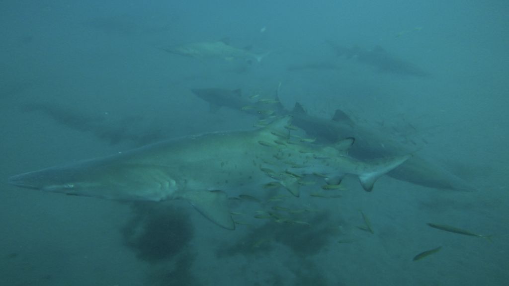 cafd1f81-8a57-4370-869b-8fd0cb1e0d21