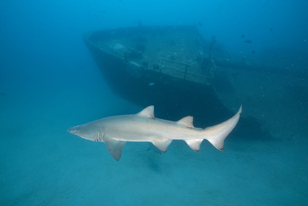 f4548d8d-8099-4727-84f5-f40231cfd6ef