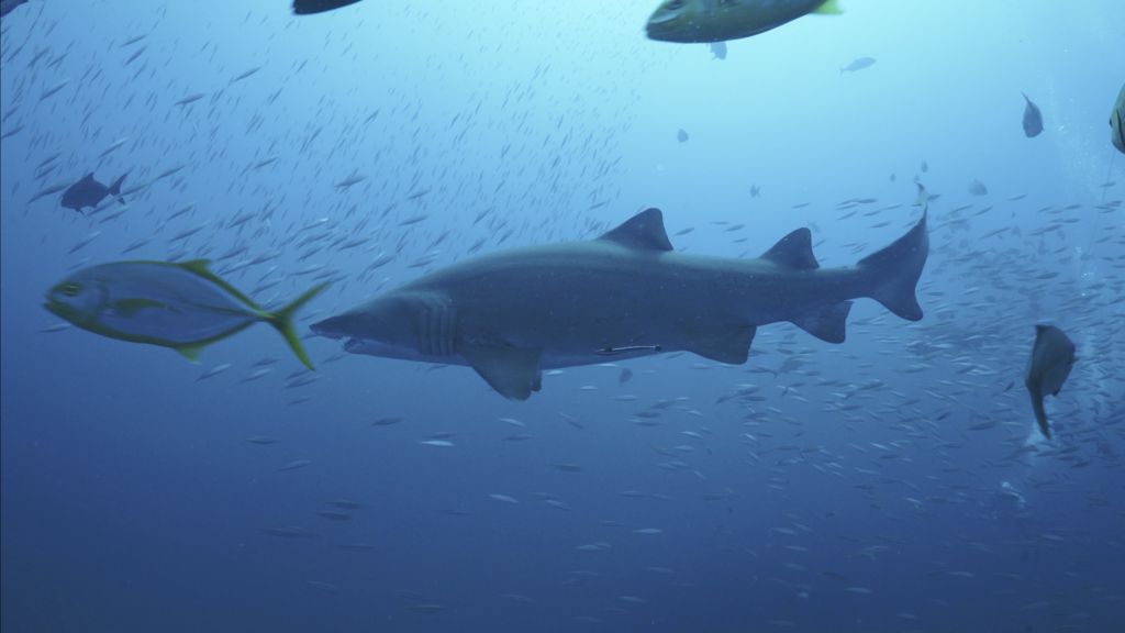 cb050d89-bc78-4d71-a8d5-41237800bc1a