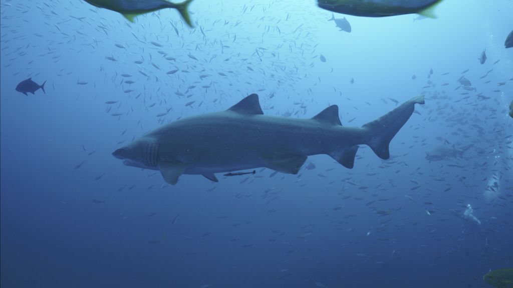 cb050d89-bc78-4d71-a8d5-41237800bc1a