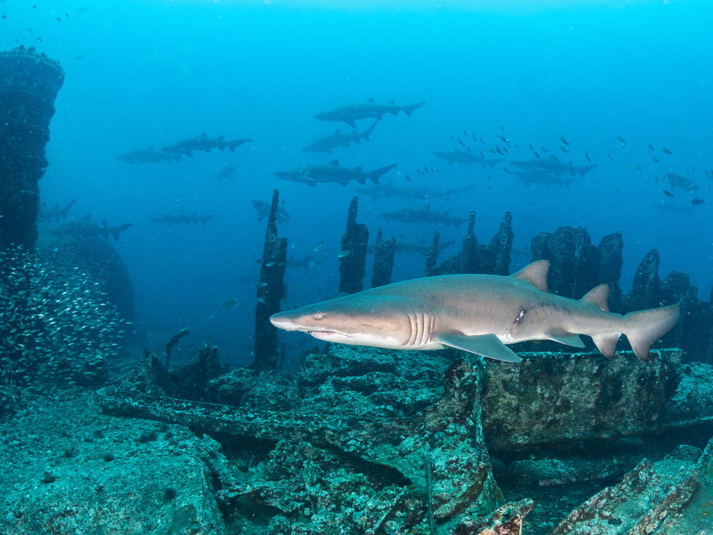 97011803-9411-4cb3-818c-701983722b73