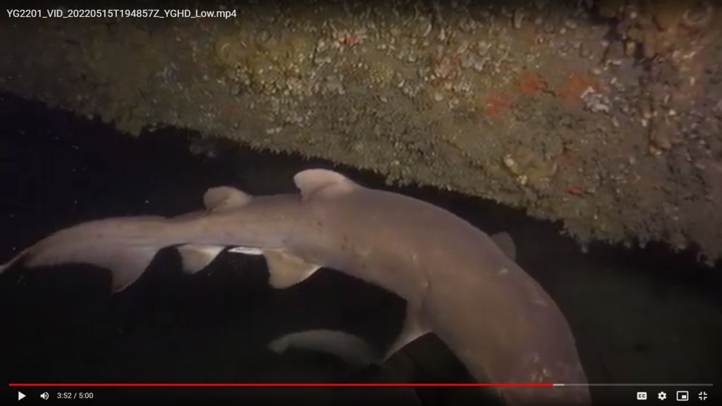 e2da4a81-67b5-4588-a68c-6e60ea22cb99