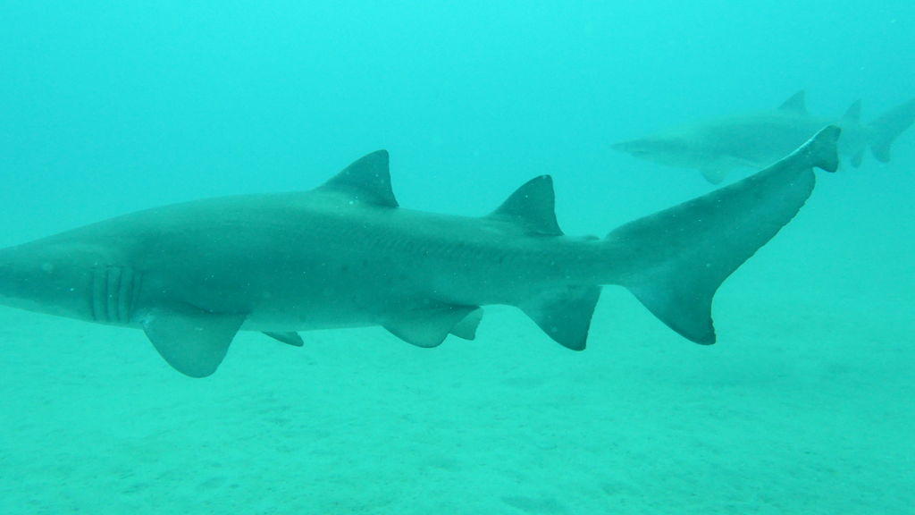 a57c0d60-e3b0-48d9-9c3e-2eb81c5d9d3e