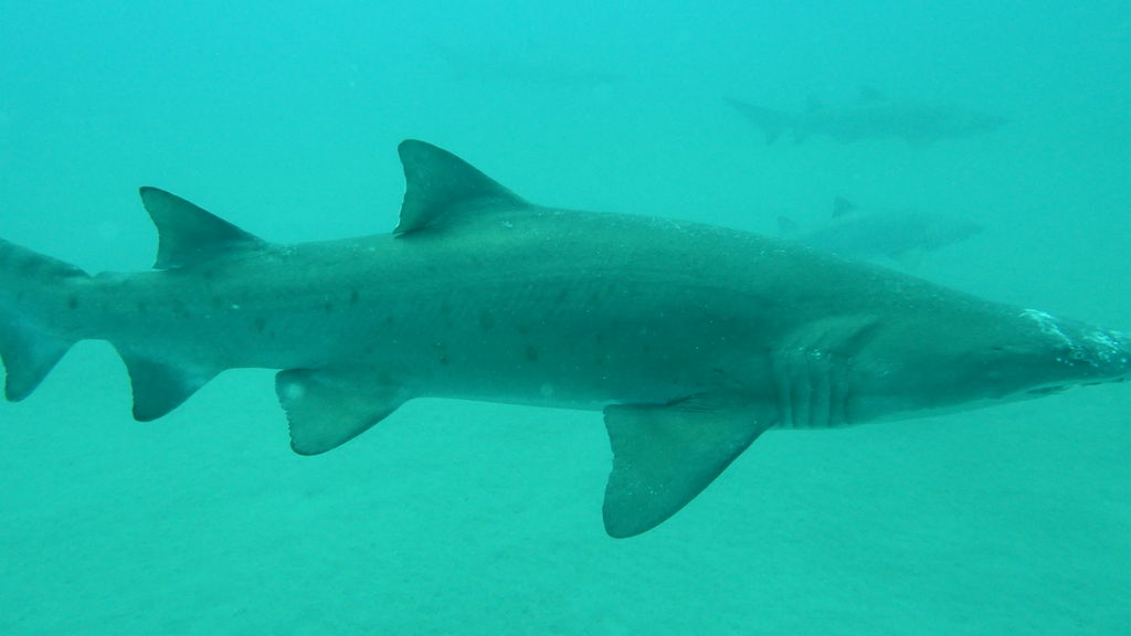 a57c0d60-e3b0-48d9-9c3e-2eb81c5d9d3e