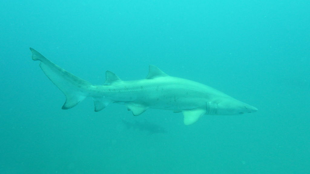 a57c0d60-e3b0-48d9-9c3e-2eb81c5d9d3e