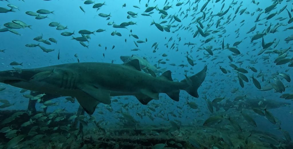 af1f1b91-d640-4dac-87e7-ce6a721d1db0