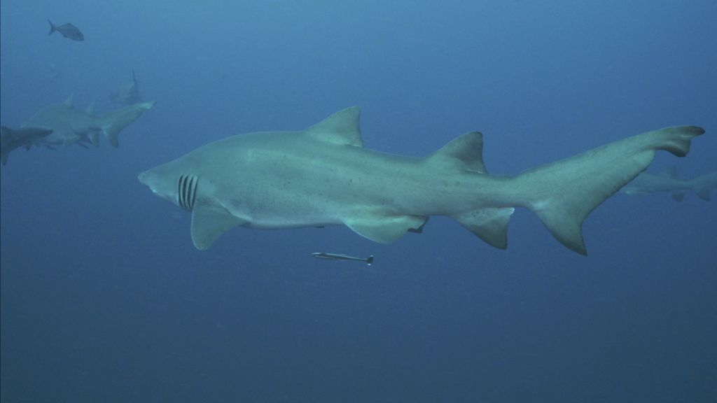 6d5911f2-da19-4b55-ac04-da674e17af9c