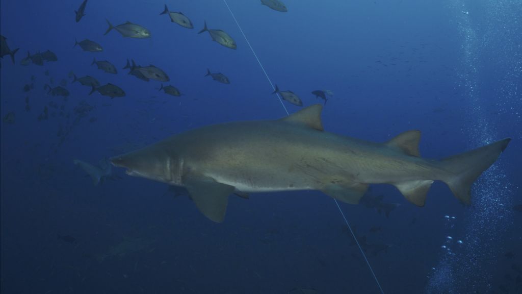 43a5bbda-8c17-4fb2-8012-33a1e0976a37