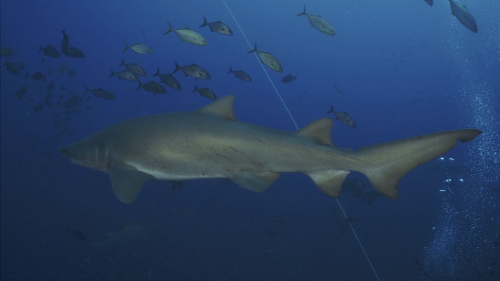 43a5bbda-8c17-4fb2-8012-33a1e0976a37