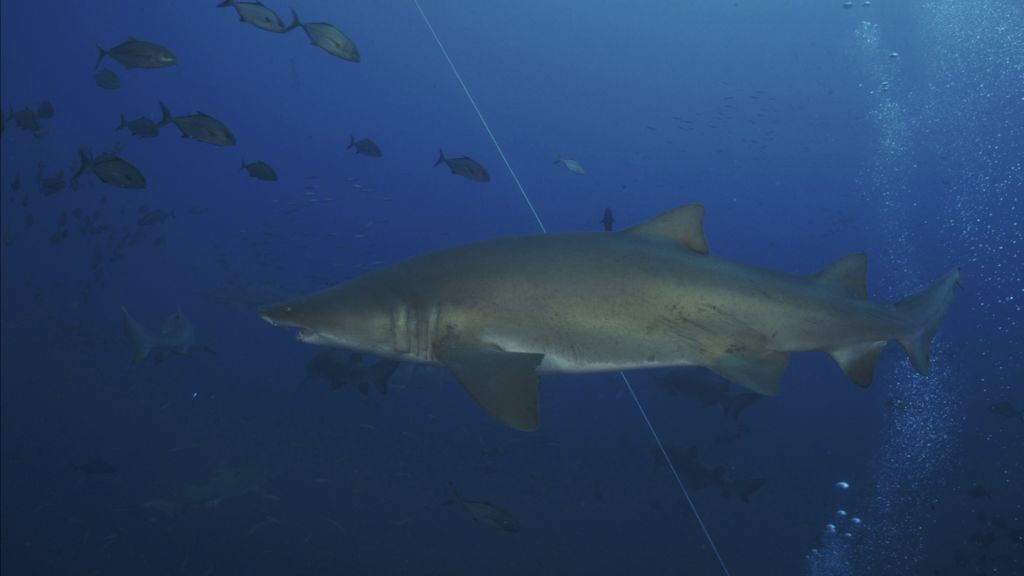 43a5bbda-8c17-4fb2-8012-33a1e0976a37