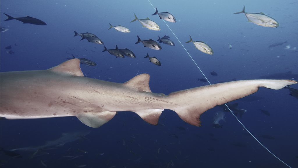 43a5bbda-8c17-4fb2-8012-33a1e0976a37