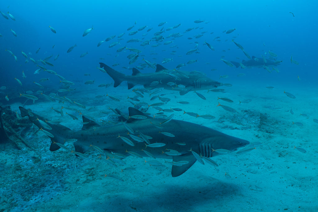 e569316d-b655-41f6-89fe-11865709f544