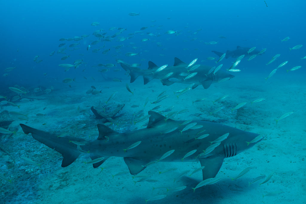 e569316d-b655-41f6-89fe-11865709f544