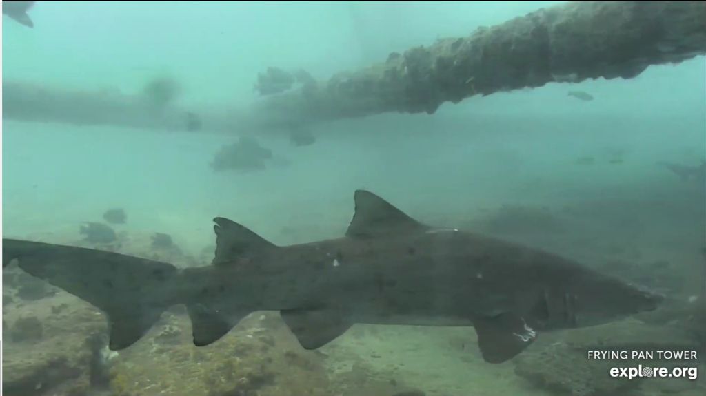 ac0eed1d-5bff-4718-9eeb-65f68cafa08a