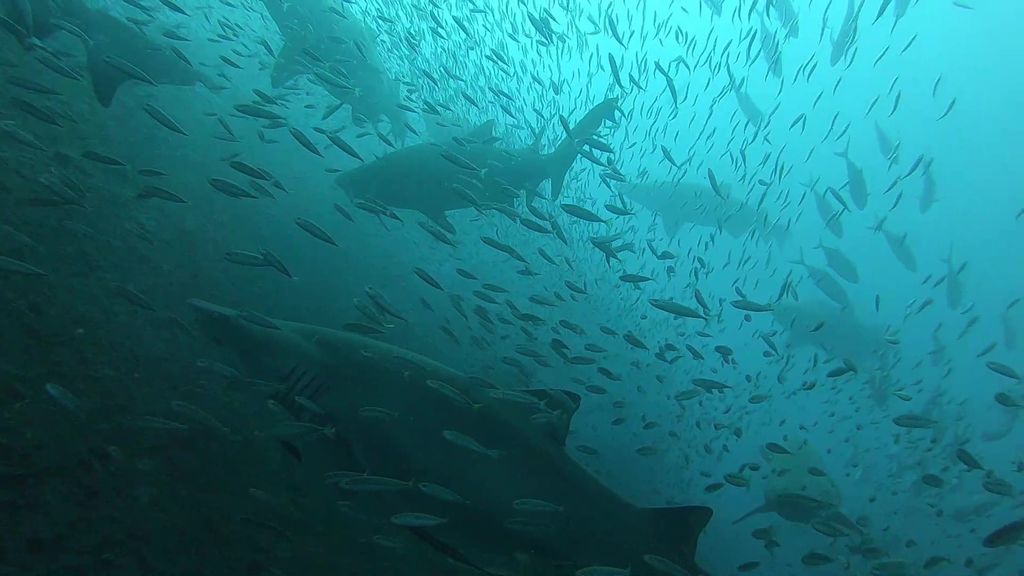 63ac9f55-d587-49cc-9f54-636e68da4568