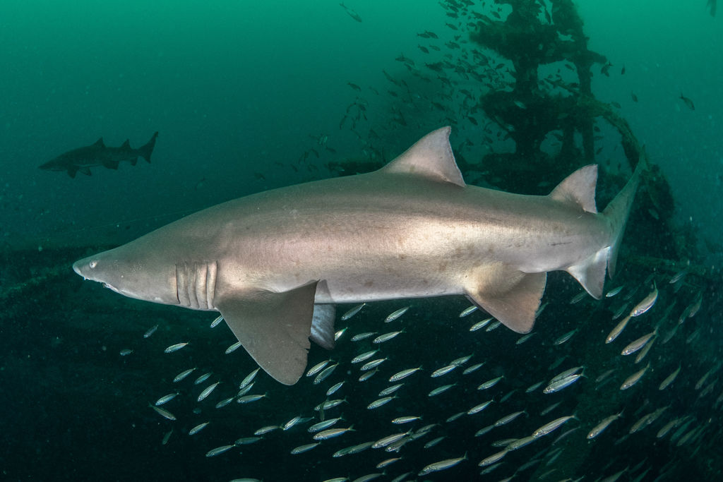 e0203105-2efa-4710-83ad-1066700ee8d0