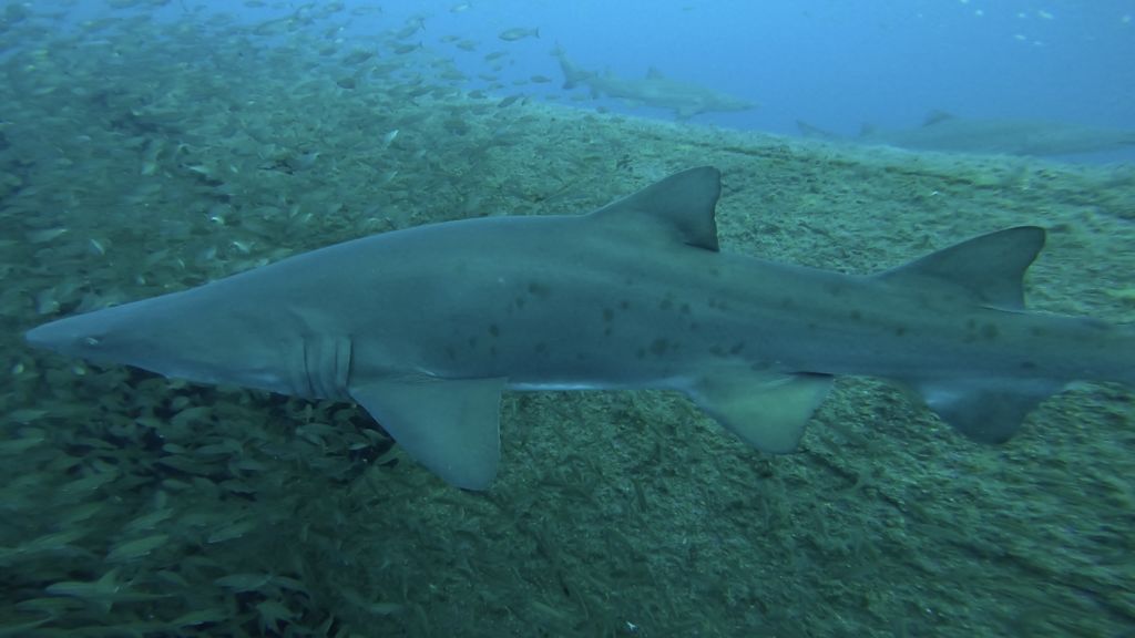 a96e88d7-8752-4c42-8f01-11e371918eeb