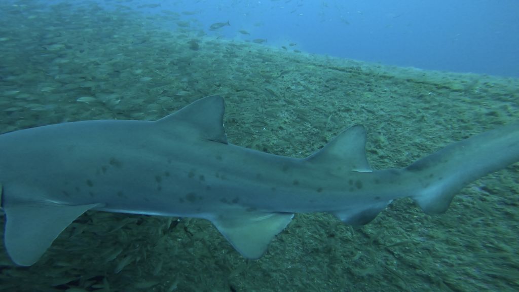 a96e88d7-8752-4c42-8f01-11e371918eeb