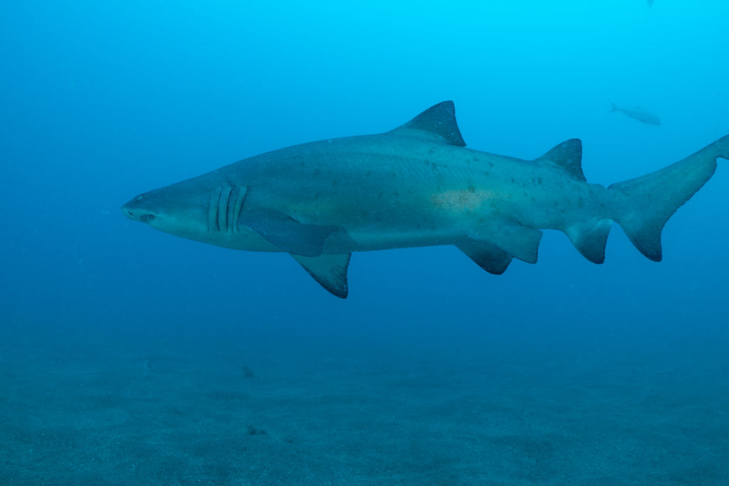 69602333-d57e-4368-9a4d-b5b4be429f4f