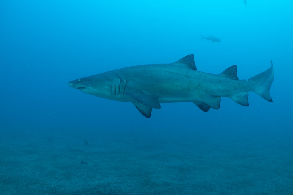 69602333-d57e-4368-9a4d-b5b4be429f4f