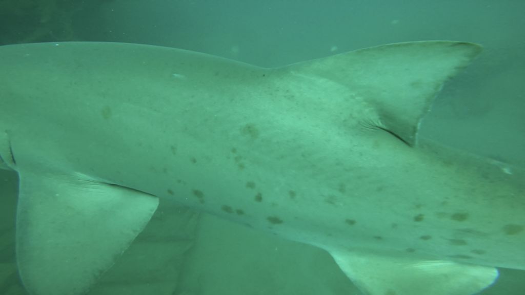 9e5226ff-6352-409a-8442-c622fd99b310