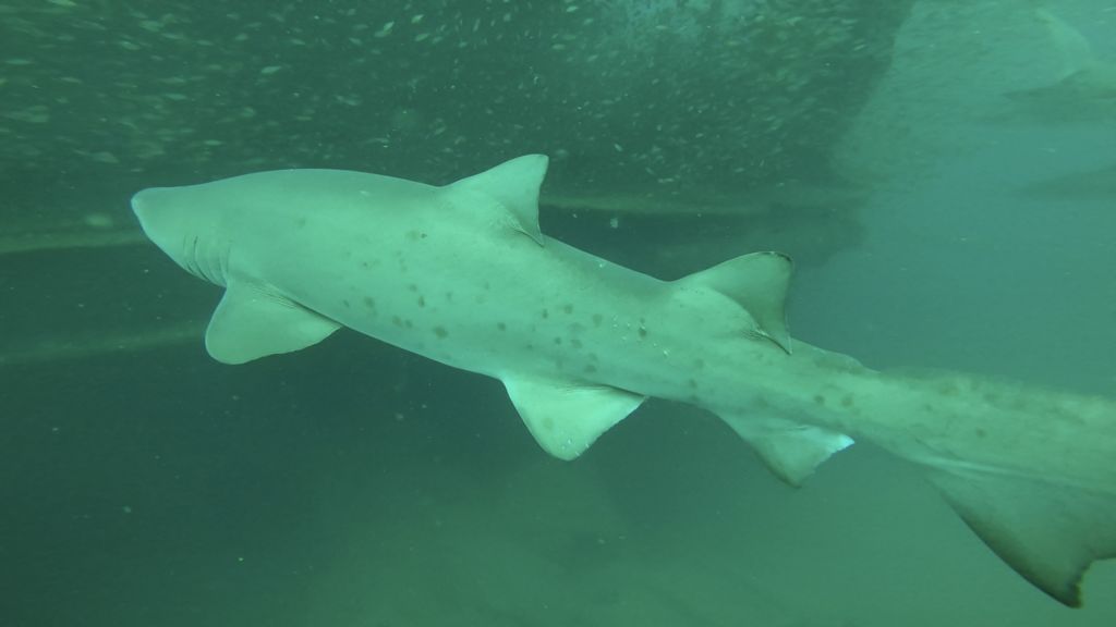 9e5226ff-6352-409a-8442-c622fd99b310