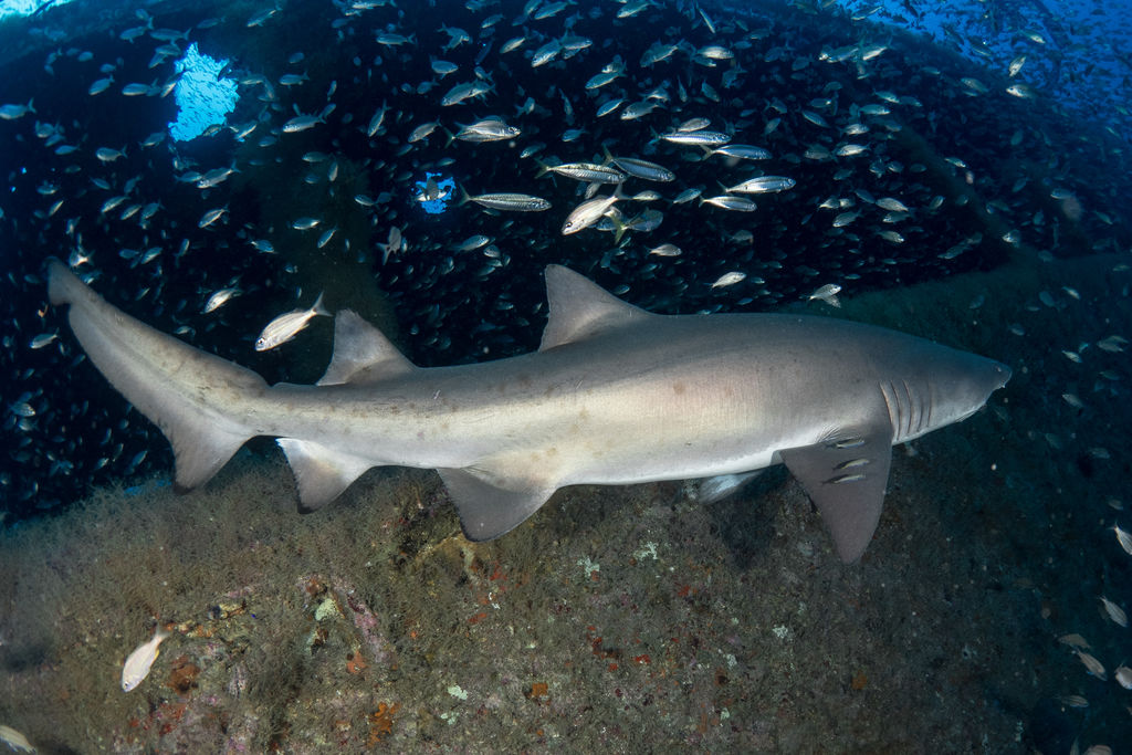 554c73fe-685c-483a-a3c9-0b0b6708076b