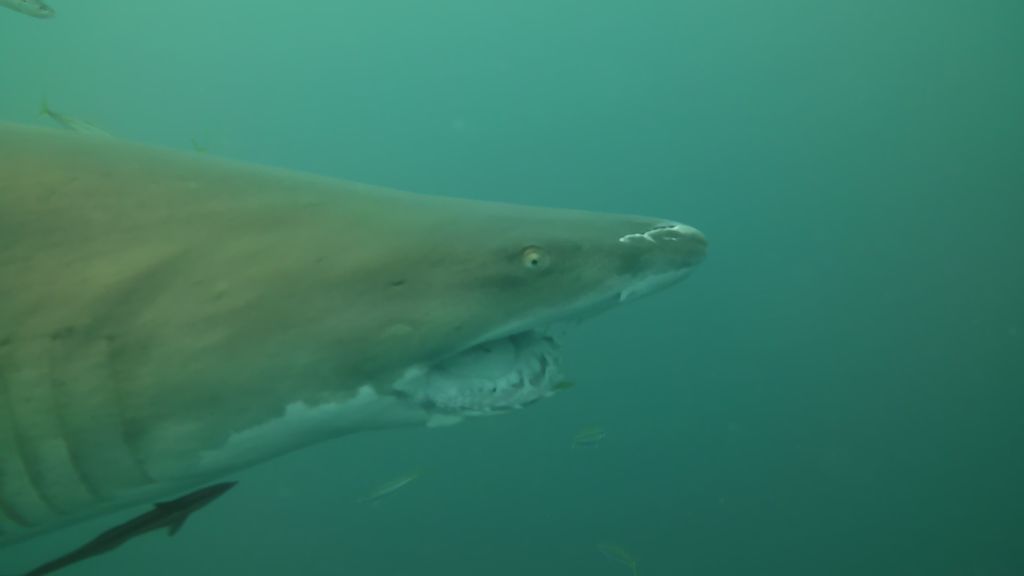 9f13da53-f007-4295-8a2a-a38d161377a2