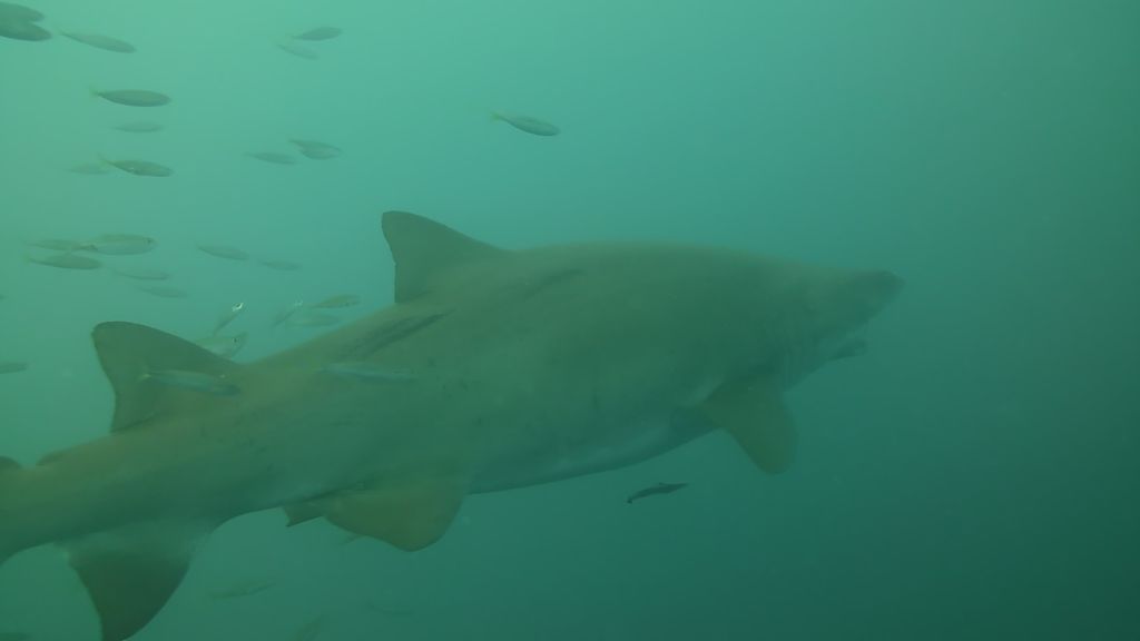 9f13da53-f007-4295-8a2a-a38d161377a2