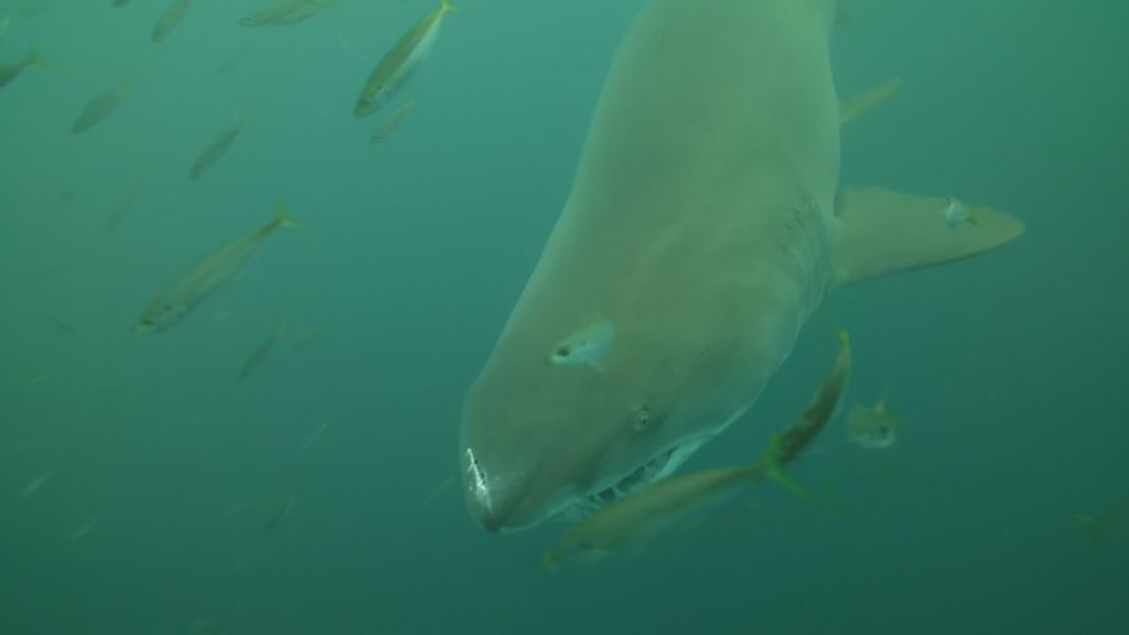 9f13da53-f007-4295-8a2a-a38d161377a2