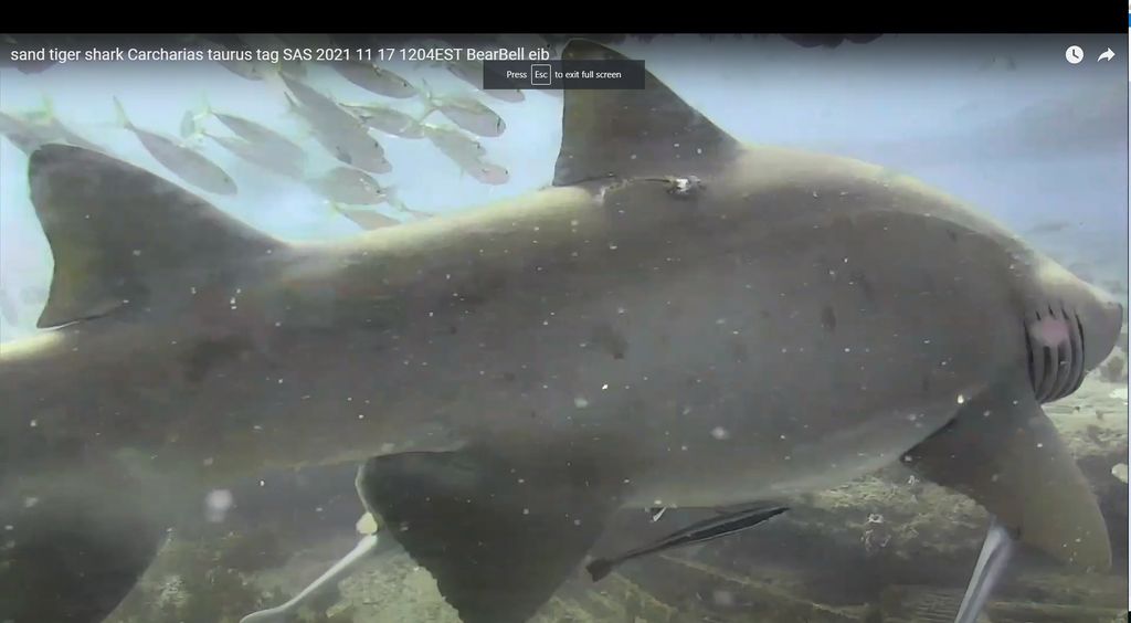 17b6f945-35a1-4025-a032-1b697a6f25e4