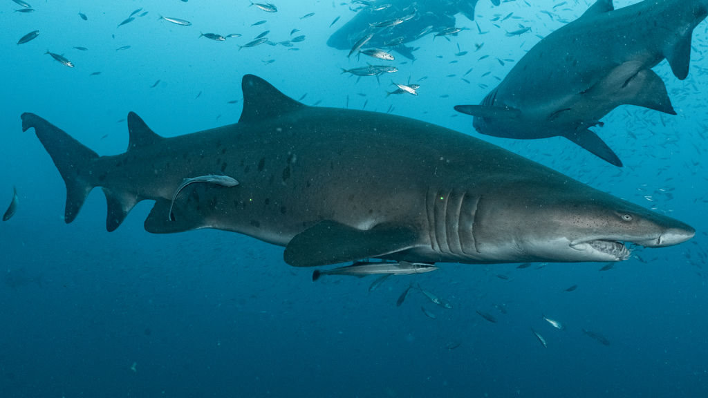 d6a4a3dc-4d09-46b6-afd5-24ae9d7c17e1