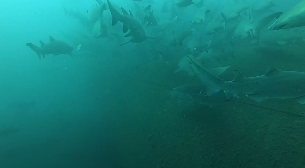 5292efad-6260-4dd0-9ed1-73b4f7b10935