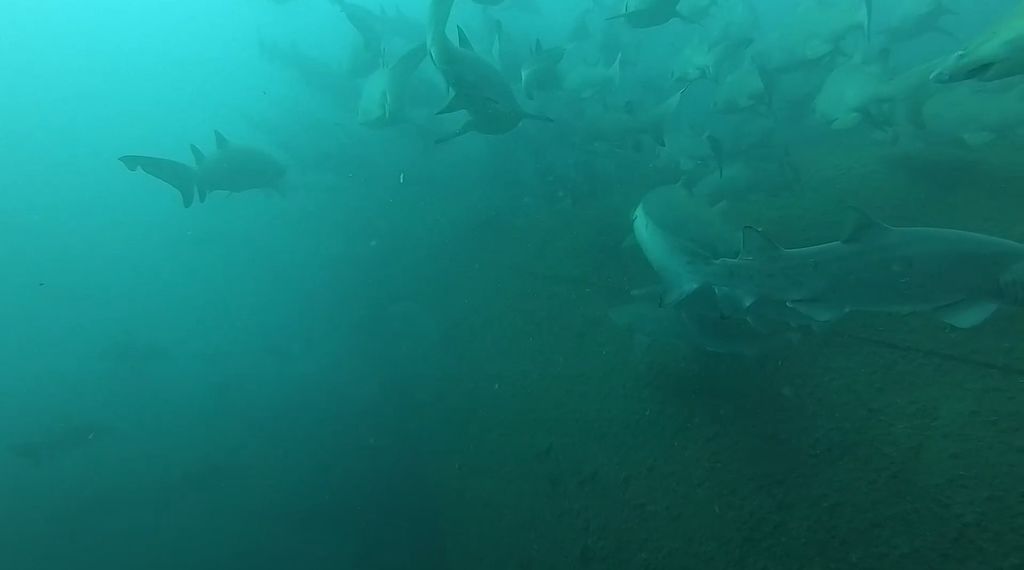 5292efad-6260-4dd0-9ed1-73b4f7b10935