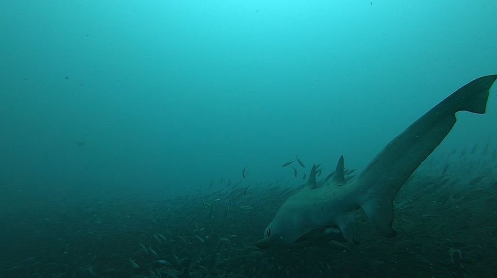 4d584c95-f72f-41f0-96aa-00a21a0e2183