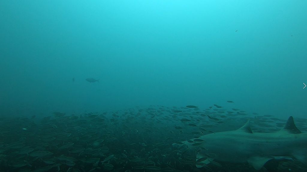 4d584c95-f72f-41f0-96aa-00a21a0e2183