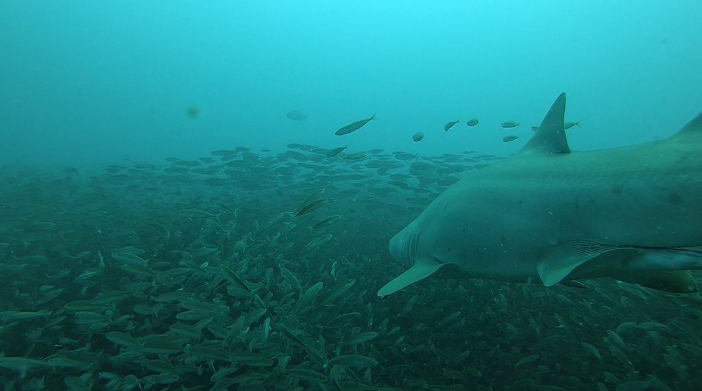 4d584c95-f72f-41f0-96aa-00a21a0e2183