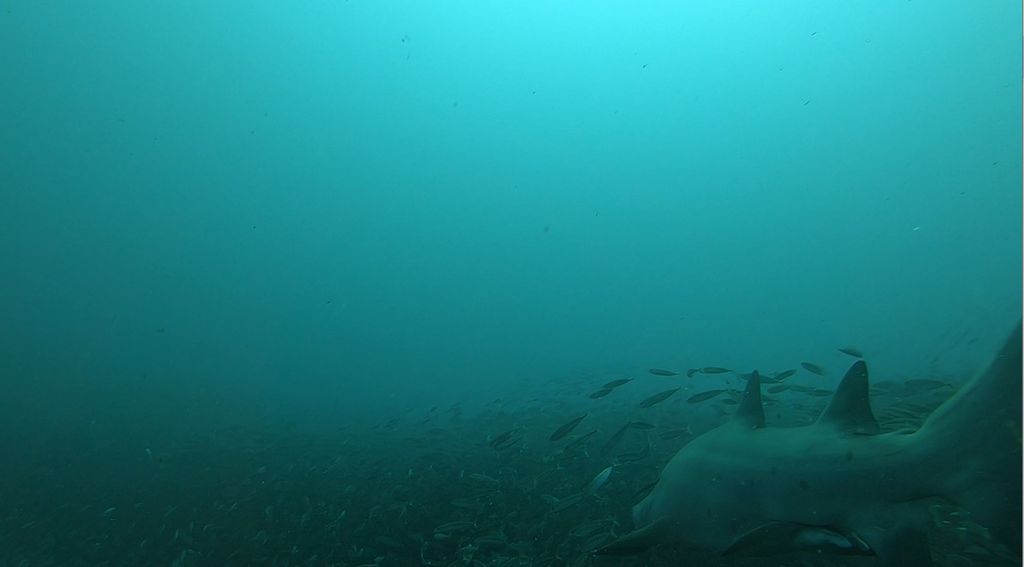 4d584c95-f72f-41f0-96aa-00a21a0e2183