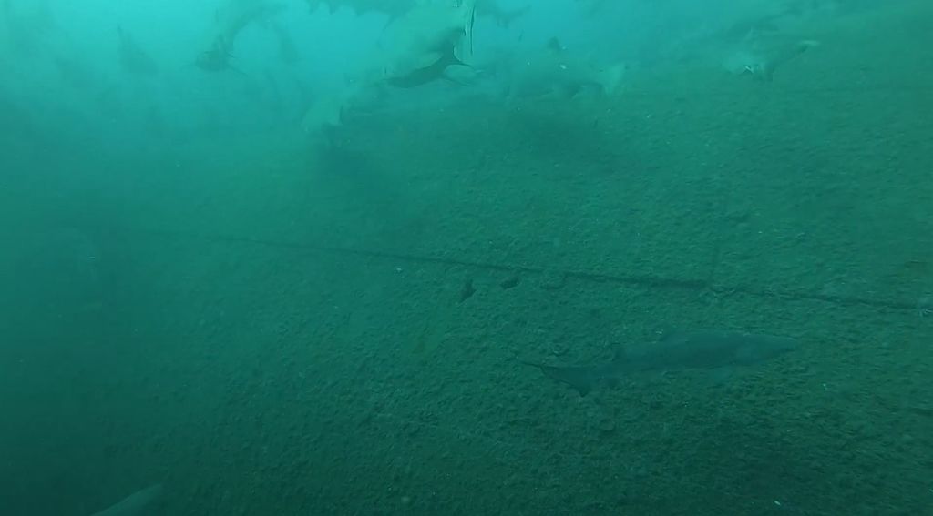 2f4f37a5-8715-4fb0-9a39-58a3af3ad4ce